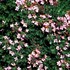 Pink Creeping Thyme