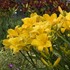 'Butterred Popcorn' Daylily