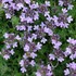 Pink Creeping Thyme