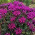 'Rockin' Raspberry' Bee Balm