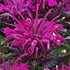 'Rockin' Raspberry' Bee Balm
