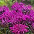 'Rockin' Raspberry' Bee Balm