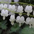 Dicentra 'Alba'  Bleeding Heart