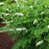 Dicentra 'Alba'  Bleeding Heart
