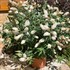 Buzz 'Ivory White' Butterflybush