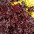 Heuchera 'Chocolate' RUFFLES™ Series
