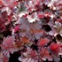 Heuchera 'Chocolate' RUFFLES™ Series