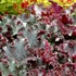 Heuchera 'Chocolate' RUFFLES™ Series