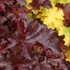 Heuchera 'Chocolate' RUFFLES™ Series