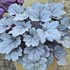 'Silver Gumdrop' Coral Bells