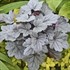 'Silver Gumdrop' Coral Bells