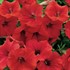 Surfinia® 'Deep Red'