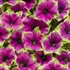 Supertunia 'Picasso in Purple'