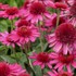 'Delicious Candy' Coneflower
