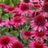 'Delicious Candy' Coneflower