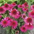 'Delicious Candy' Coneflower