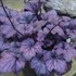 'Electric Plum' Coral Bells