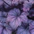 'Electric Plum' Coral Bells