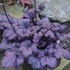 'Electric Plum' Coral Bells