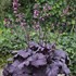 'Electric Plum' Coral Bells