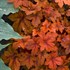 'Pumpkin Spice' PPAF Heucherella