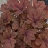 'Pumpkin Spice' PPAF Heucherella
