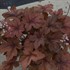 'Pumpkin Spice' PPAF Heucherella