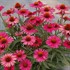 KISMET Raspberry Coneflower
