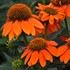 Sombrero Adobe Orange Coneflower
