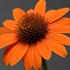 Sombrero Adobe Orange Coneflower
