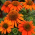 Sombrero Adobe Orange Coneflower