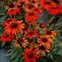 KISMET Intense Orange Coneflower