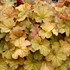 NORTHERN EXPOSURE Amber Coral Bells
