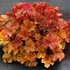 NORTHERN EXPOSURE Amber Coral Bells