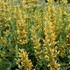 'Kudos  Yellow'  Hummingbird Mint