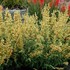 'Kudos  Yellow'  Hummingbird Mint