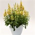 'Kudos  Yellow'  Hummingbird Mint