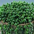 'String of Pearls'  Succulents
