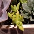 Sedum adolphii Golden Glow