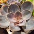 'Perle von Nurnberg' Echeveria