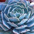'Caribbean' Echeveria
