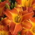 'Bright Sunset' Daylily