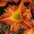 'Bright Sunset' Daylily