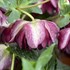 'Blushing Bridesmaid' Lenten Rose