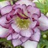 'Blushing Bridesmaid' Lenten Rose