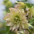 'First Dance' Lenten Rose