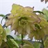 'First Dance' Lenten Rose