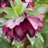 Helleborus 'True Love' WEDDING PARTY Series