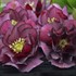 Helleborus 'True Love' WEDDING PARTY Series