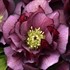 Helleborus 'True Love' WEDDING PARTY Series